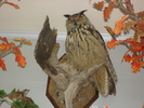 DSC00664.jpg