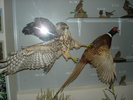 DSC00667.jpg