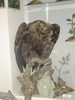 DSC00669.jpg
